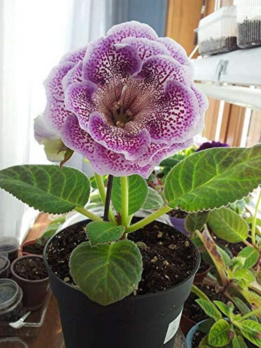 Gloxinia (Giant Hybrid (Sinningia) flower) for planting in garden